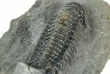 Detailed Crotalocephalina Trilobite - Atchana, Morocco #322276-4